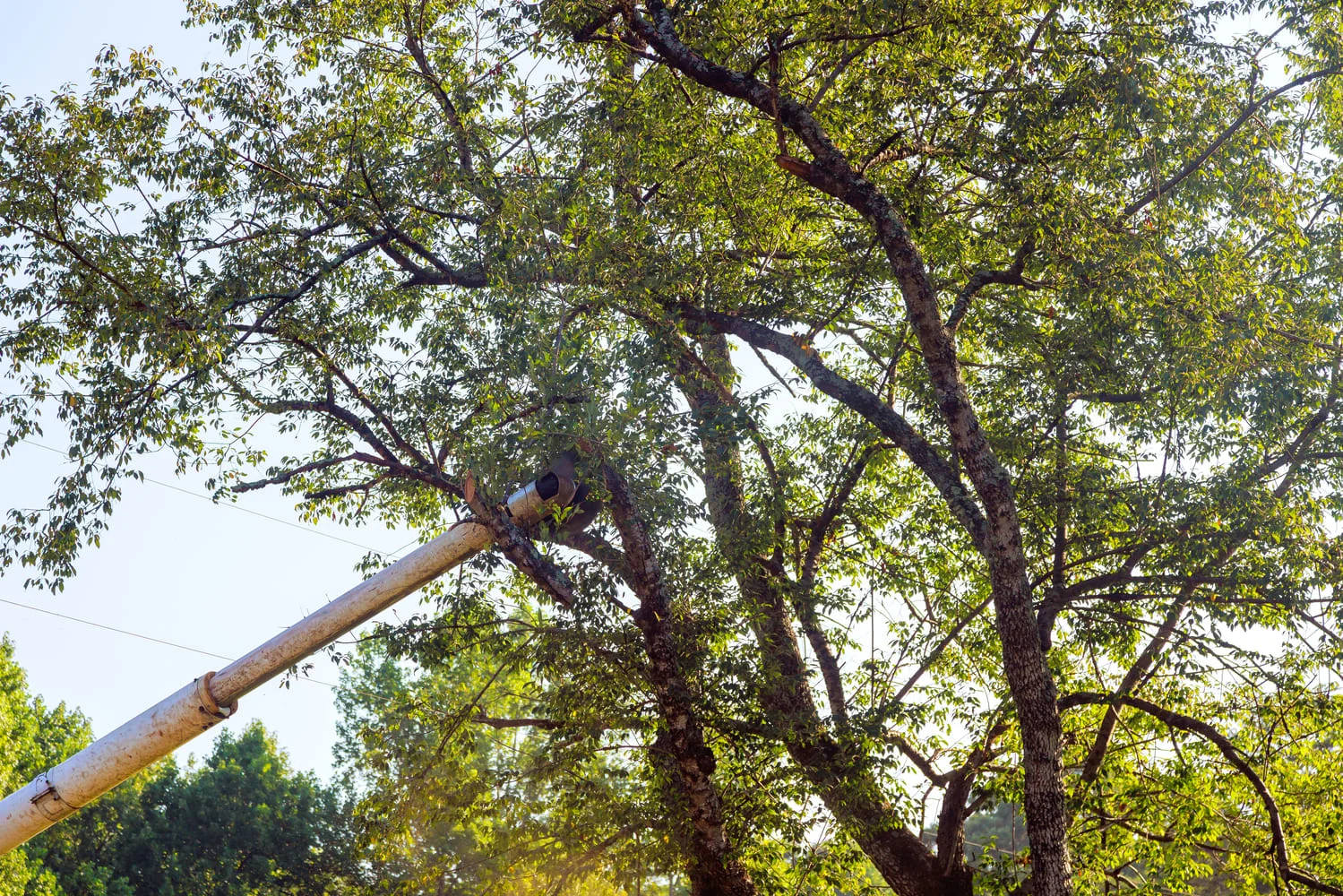 Hazardous Tree Removal in Memphis