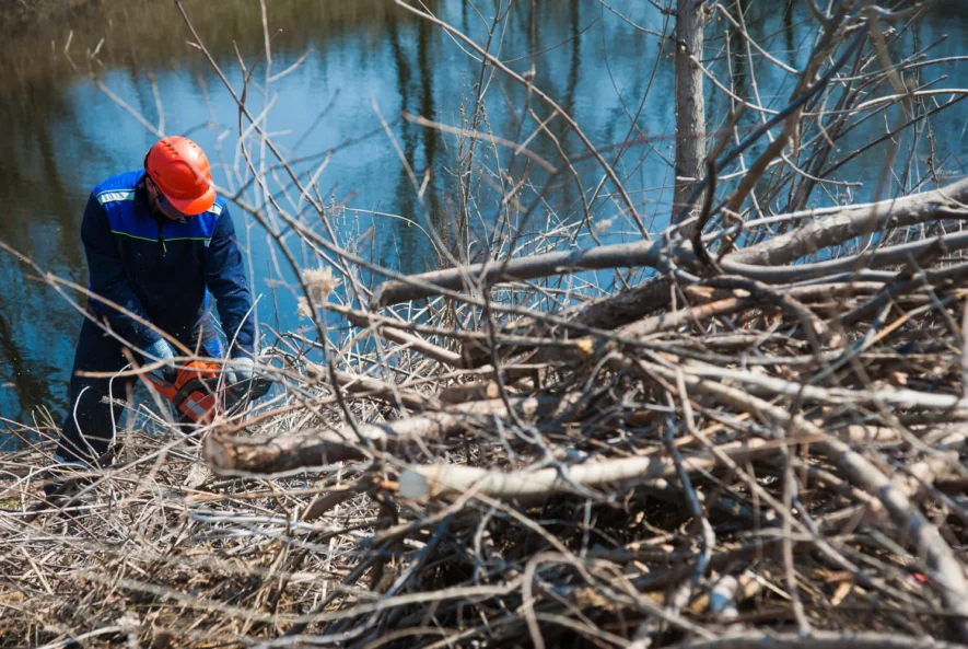 tree services in memphis