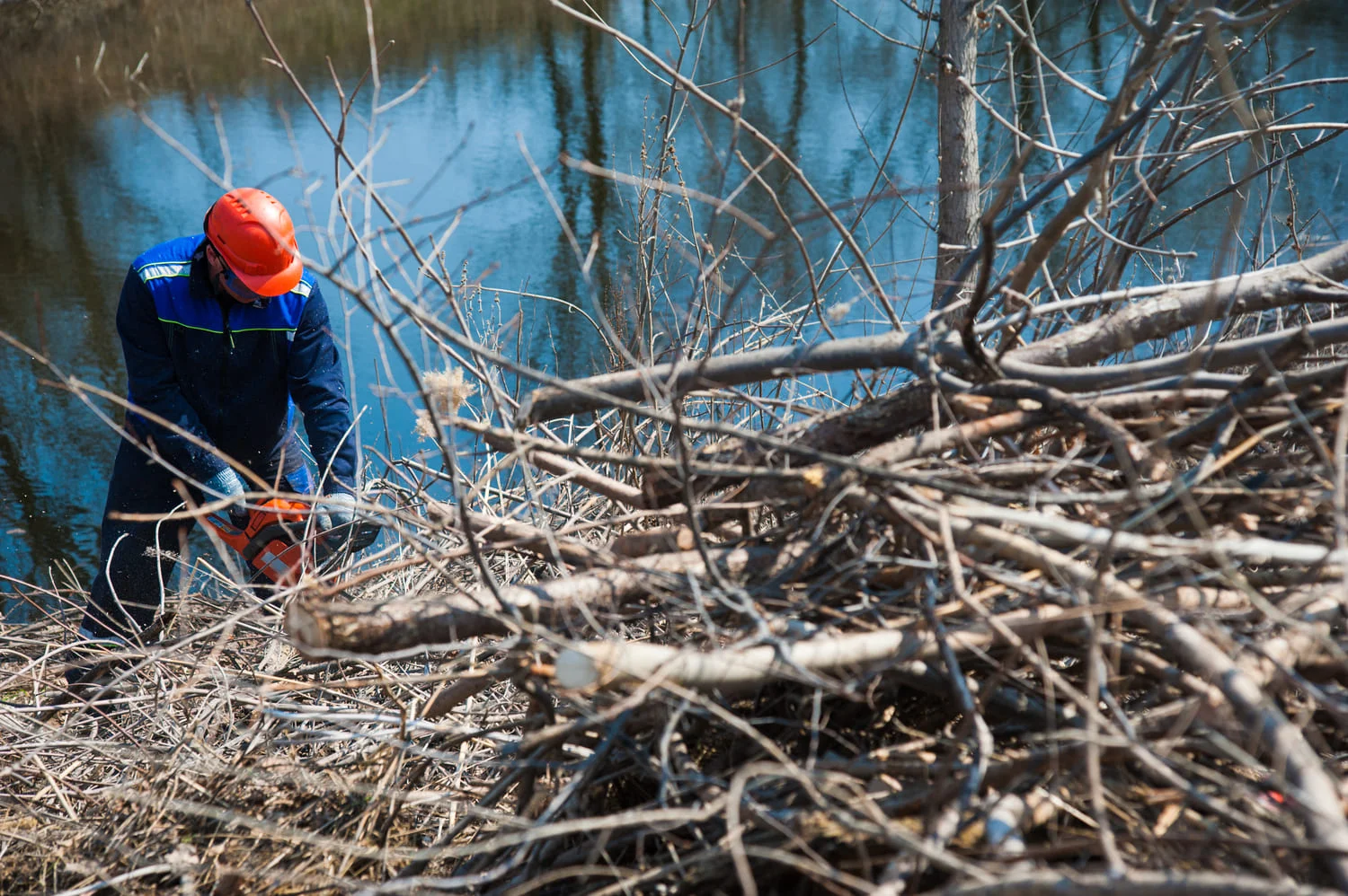 tree services in memphis