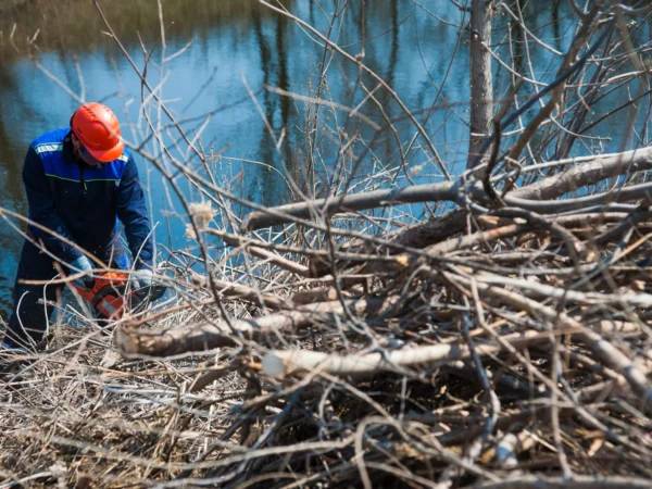 tree debris cleanup in Memphis