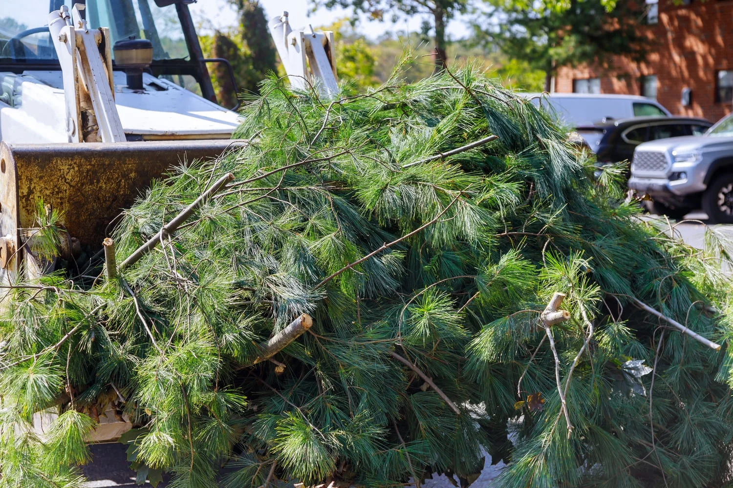 tree debris cleanup in Memphis