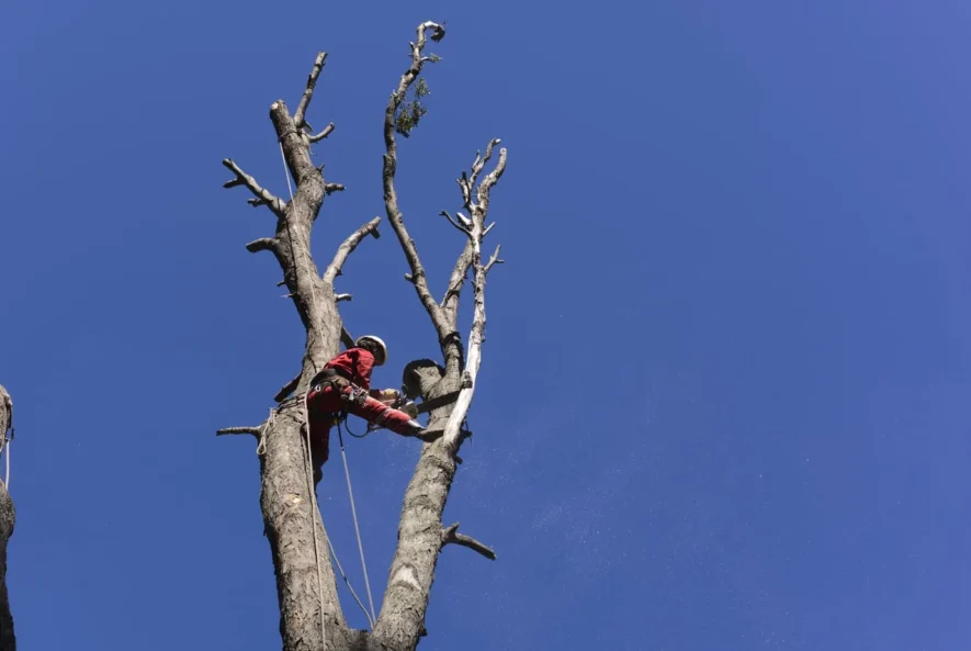 tree removal in memphis