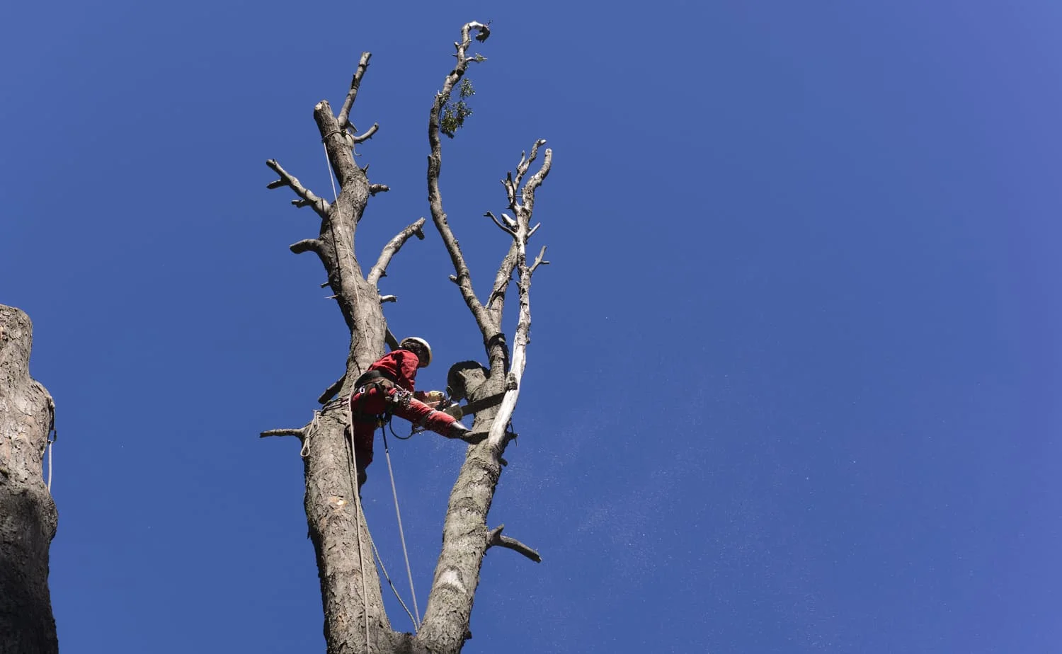 tree removal in memphis